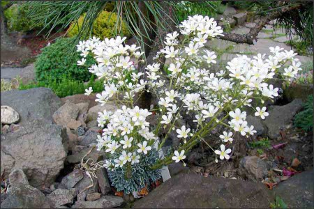 Saxifraga coccomb.